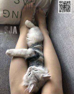 圣痕炼金士2